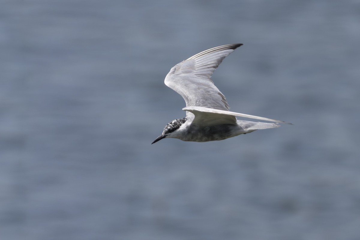 Whiskered Tern - ML645725113
