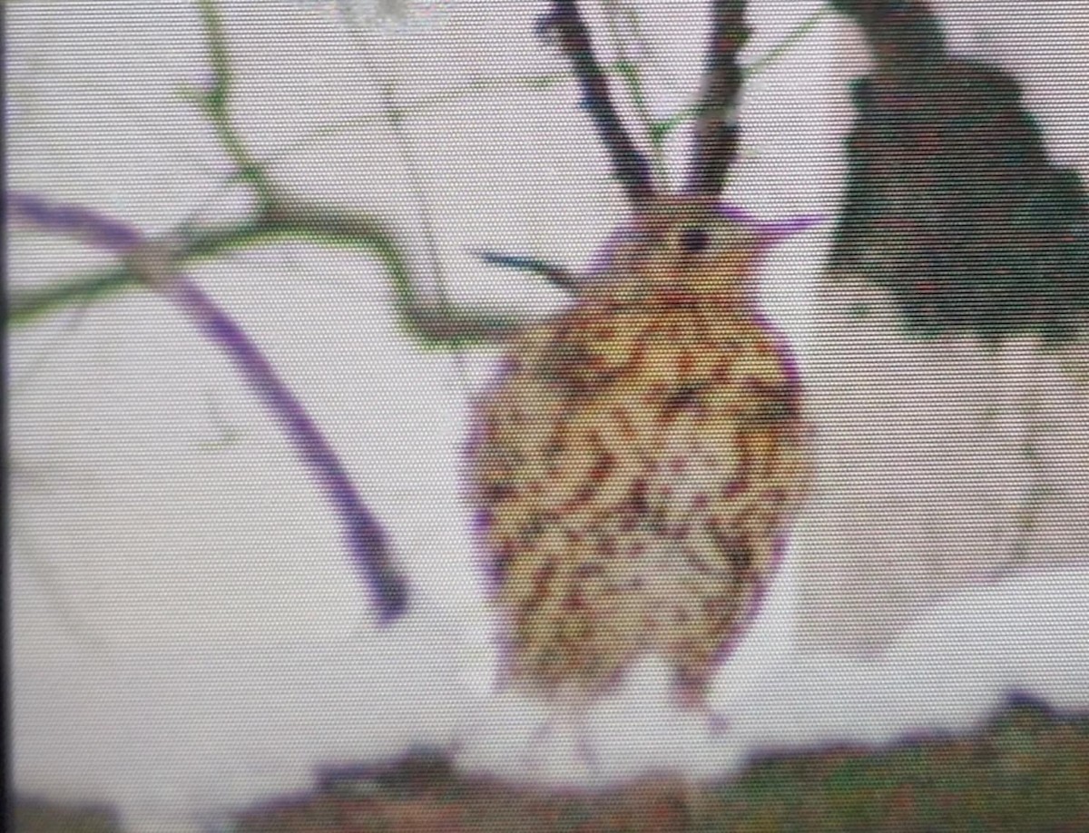 Mistle Thrush - ML645725114