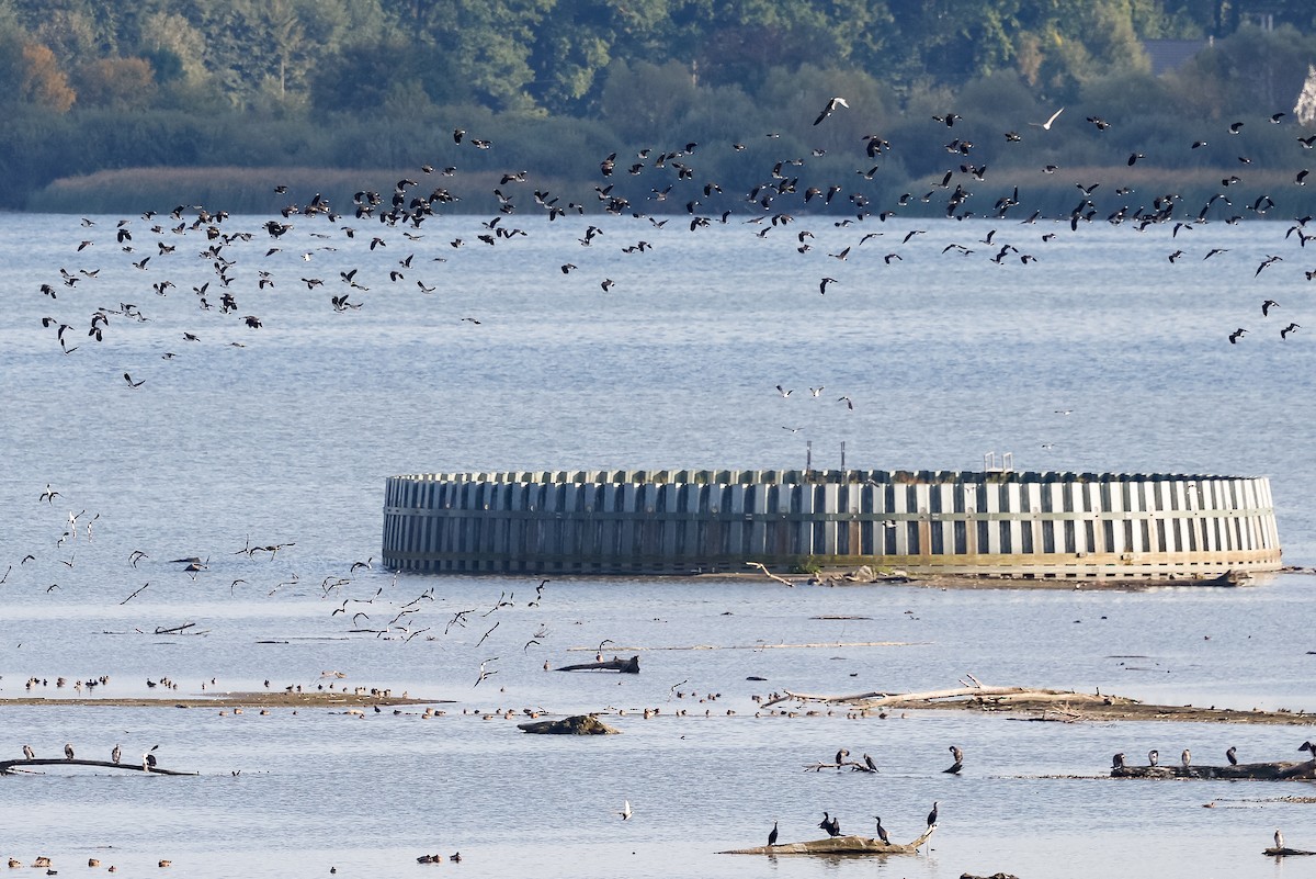 Northern Lapwing - ML645725116