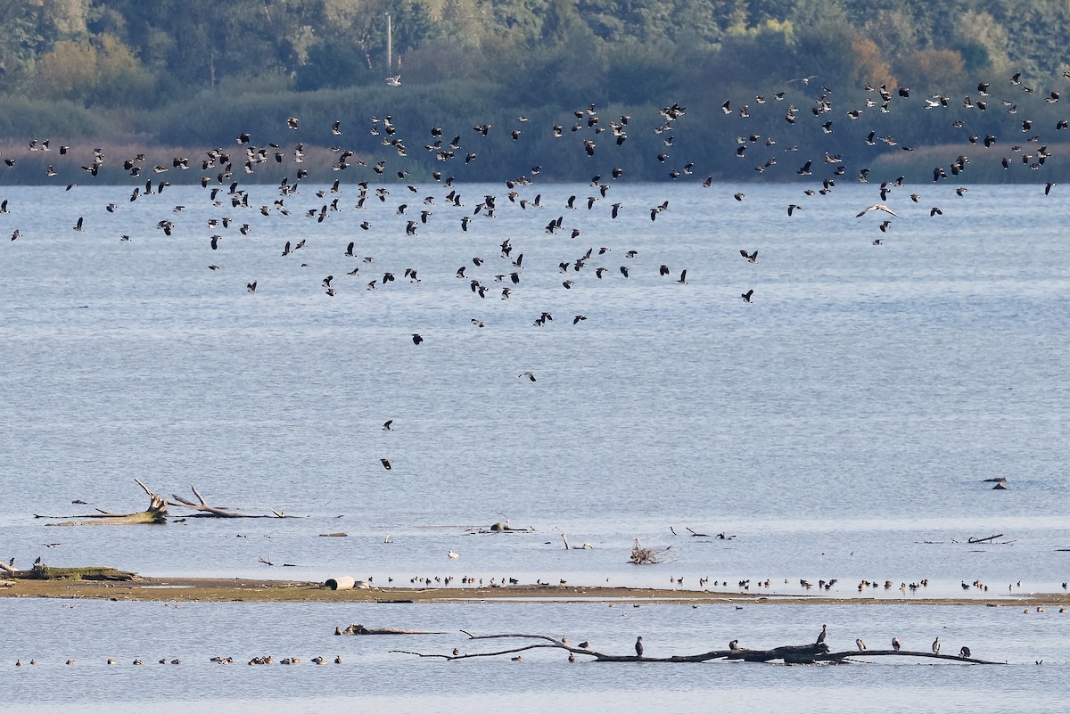 Northern Lapwing - ML645725117