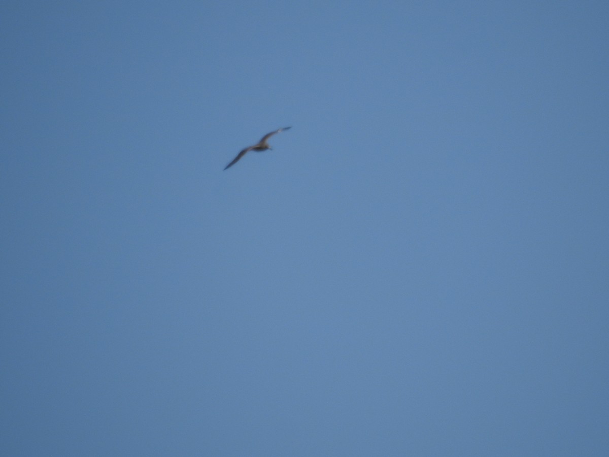 American Herring Gull - ML645725123