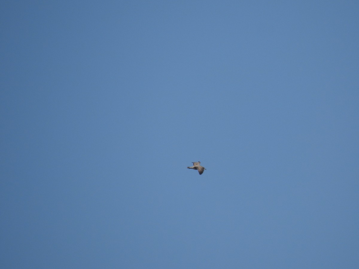 American Herring Gull - ML645725124