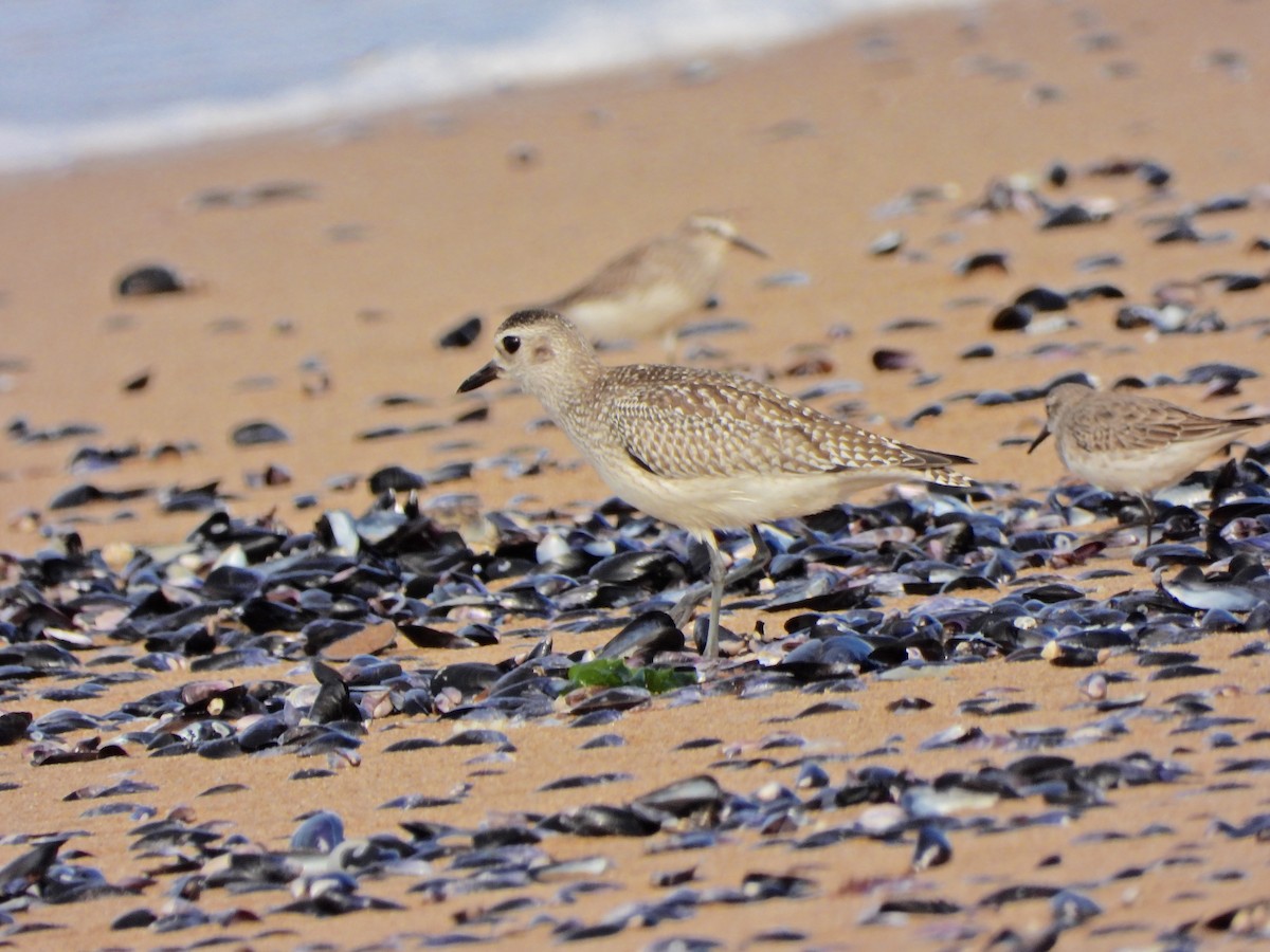 Black-bellied Plover - ML645725133