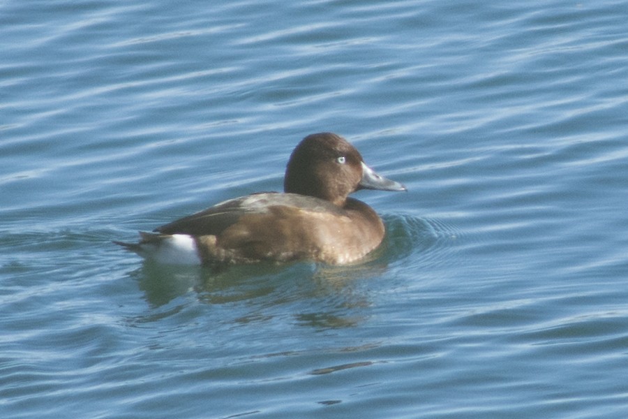 Ferruginous Duck - ML645725150
