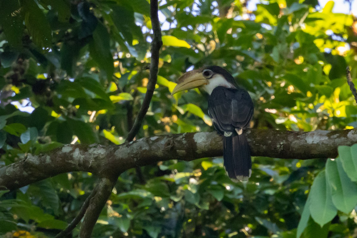 アッサムサイチョウ - ML645725151