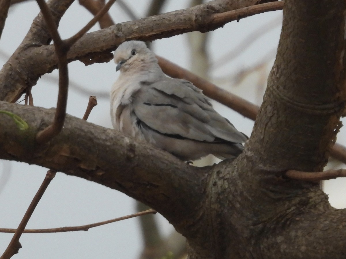 Picui Ground Dove - ML645725156