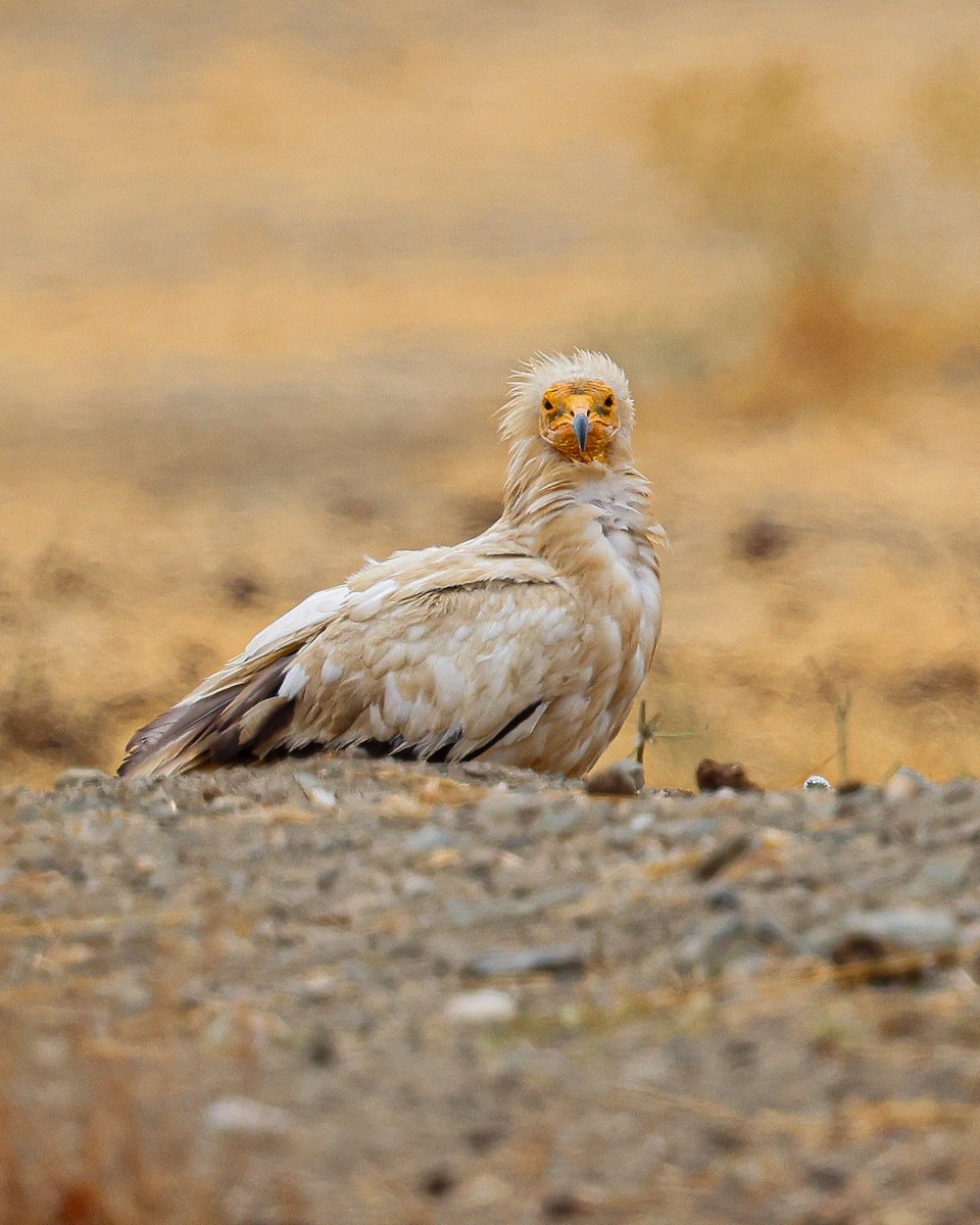 Egyptian Vulture - ML645725157