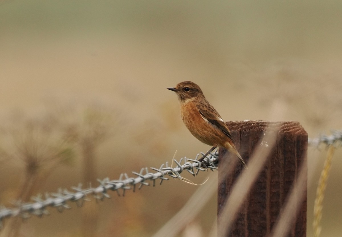 Трав'янка чорноголова - ML645725160