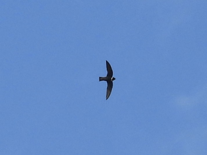 White-collared Swift - ML645725169