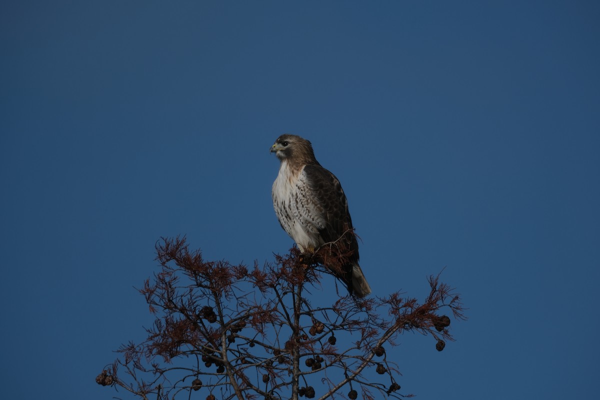 káně rudochvostá - ML645725173