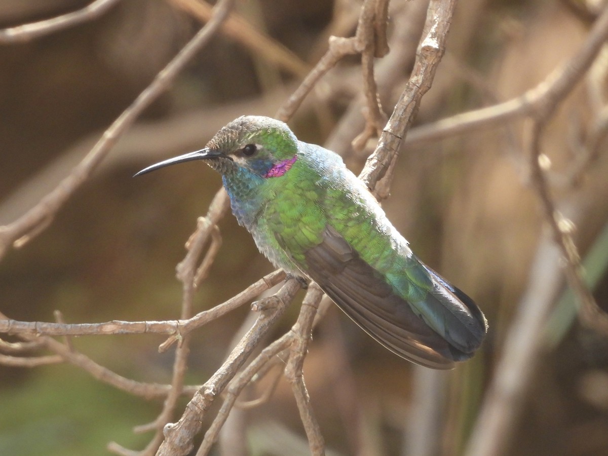 Colibri à ventre blanc - ML645725177
