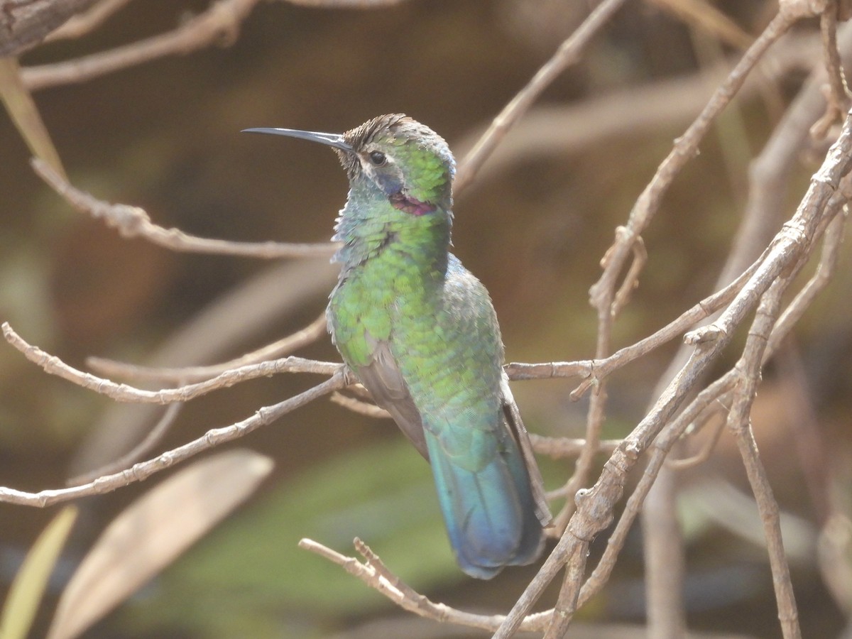 Colibri à ventre blanc - ML645725178