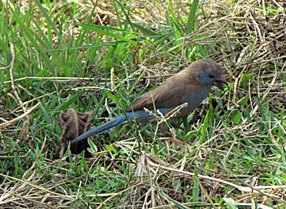 Cordonbleu à joues rouges - ML645725179
