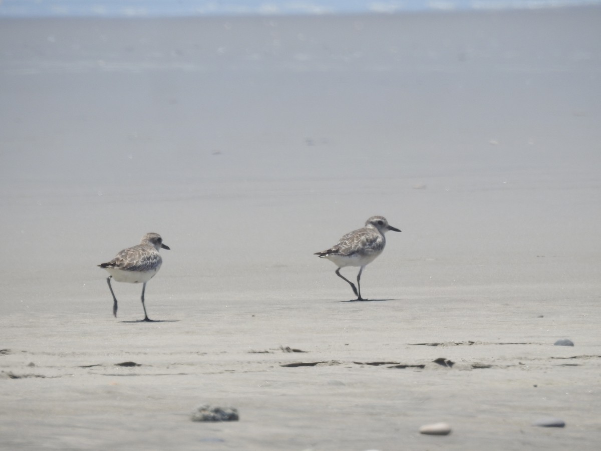 Pluvier argenté - ML645725181