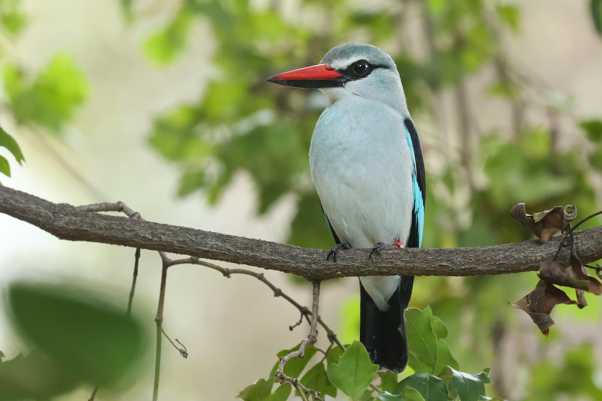 Martin-chasseur du Sénégal - ML645725182