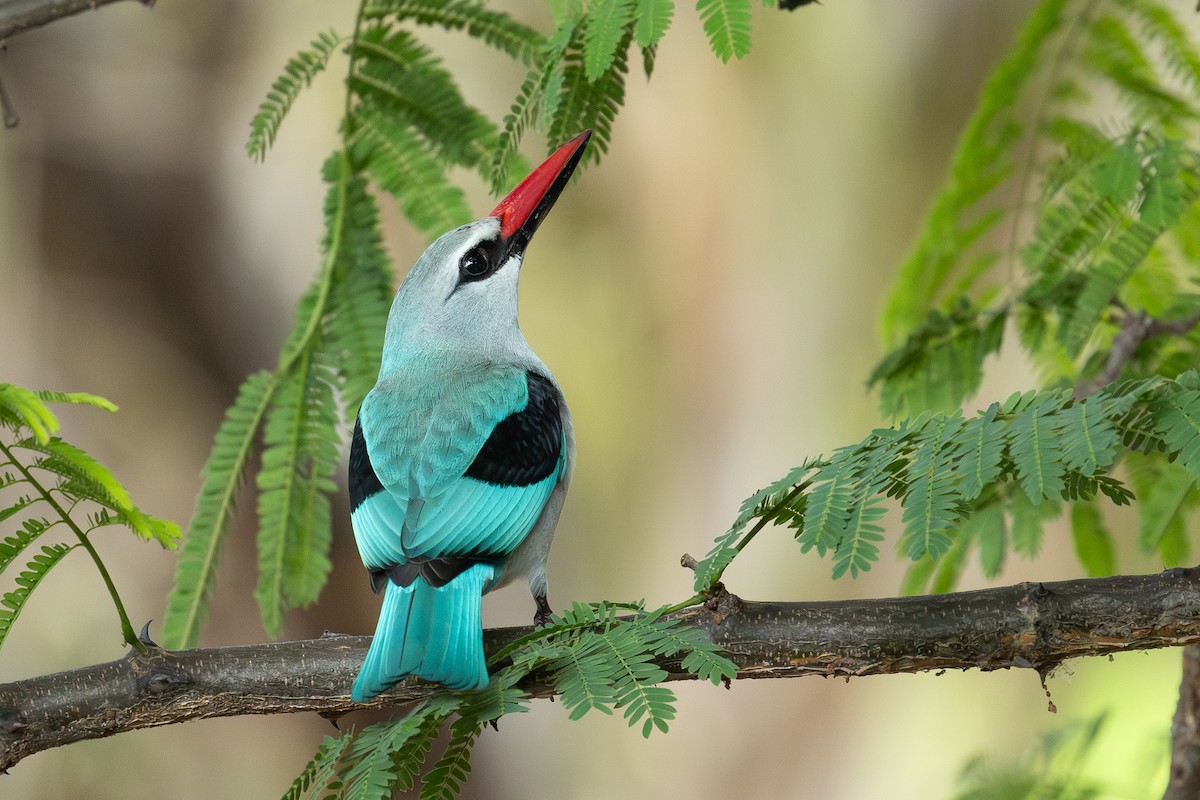 Martin-chasseur du Sénégal - ML645725183