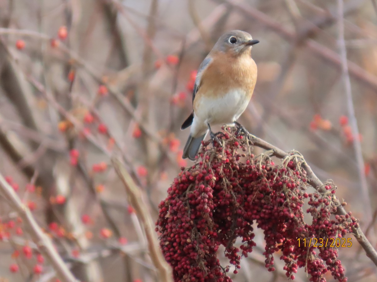 Merlebleu de l'Est - ML645725184