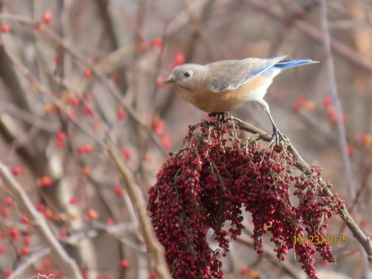 Merlebleu de l'Est - ML645725185