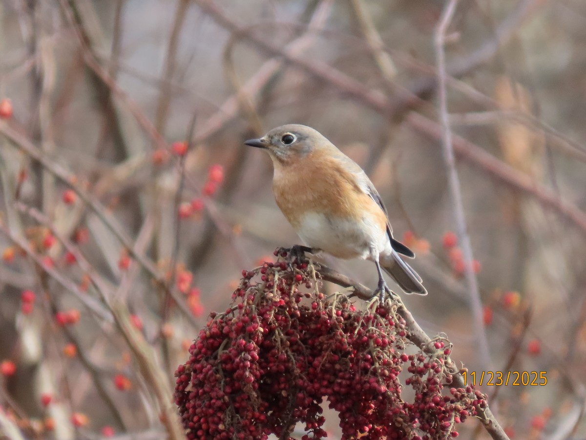 Merlebleu de l'Est - ML645725186