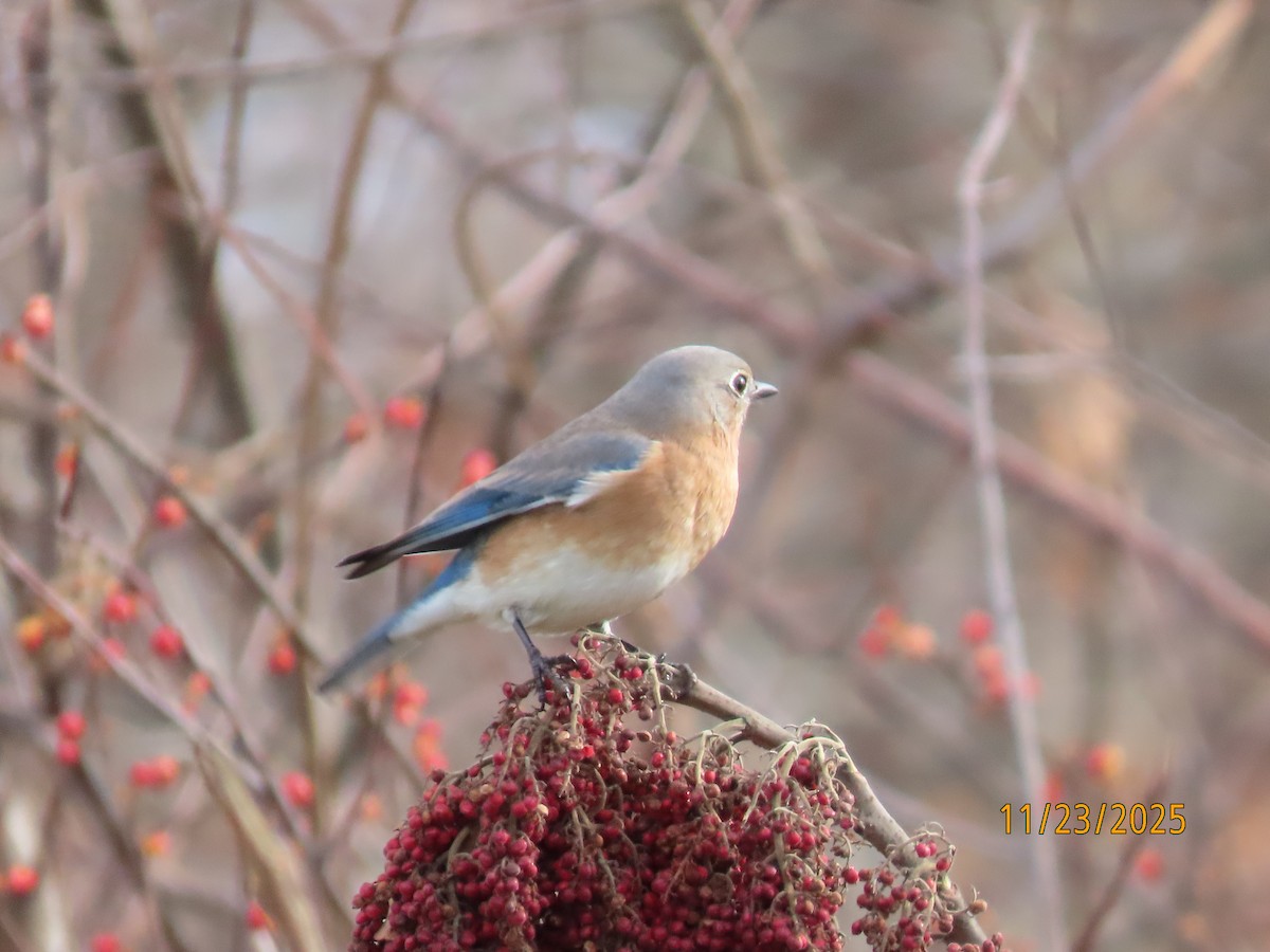 Merlebleu de l'Est - ML645725187