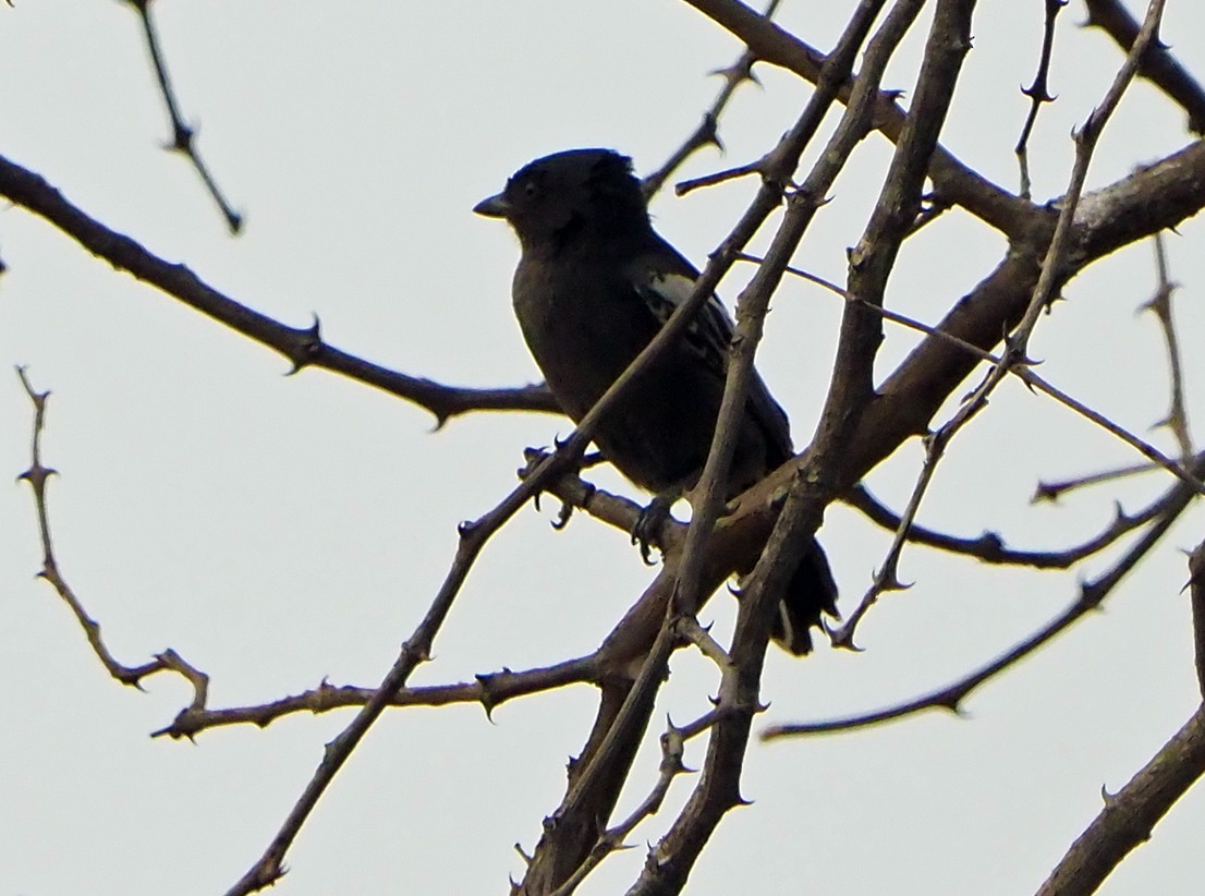 Mésange demi-deuil - ML645725191