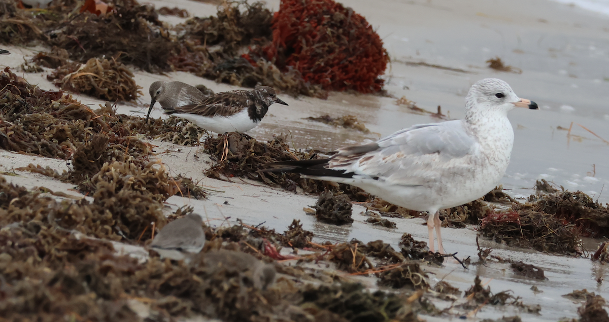 Goéland à bec cerclé - ML645725192