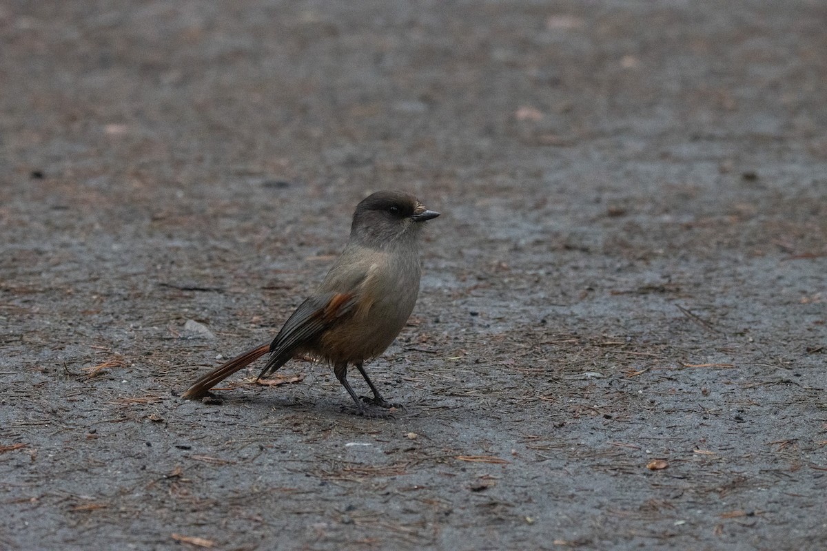 Mésangeai imitateur - ML645725193