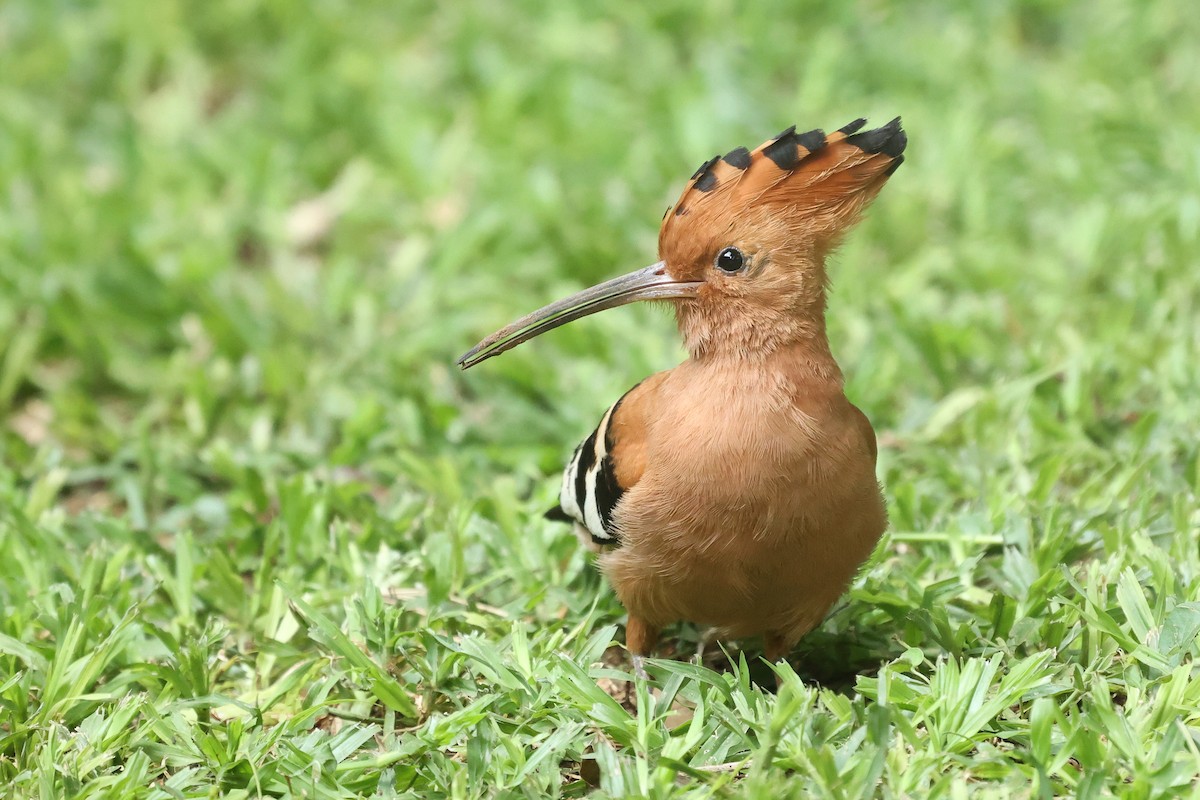 Huppe fasciée (africana) - ML645725195