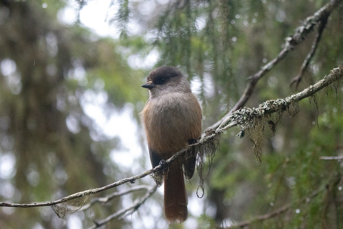 Mésangeai imitateur - ML645725196