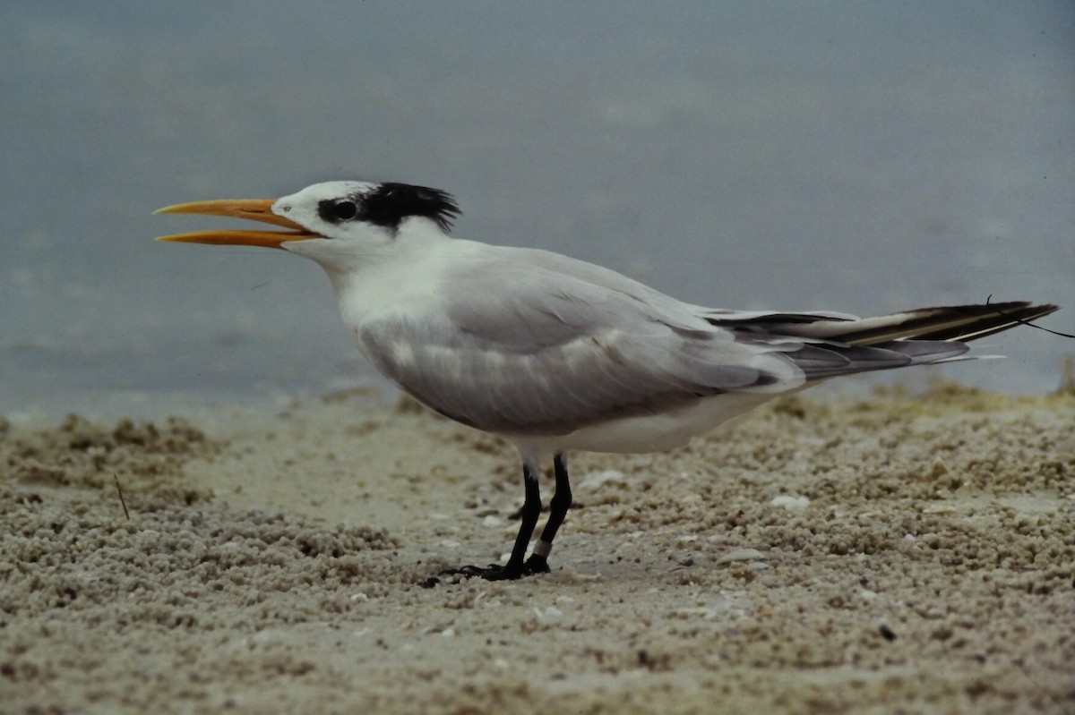 Sterne royale - ML645725198