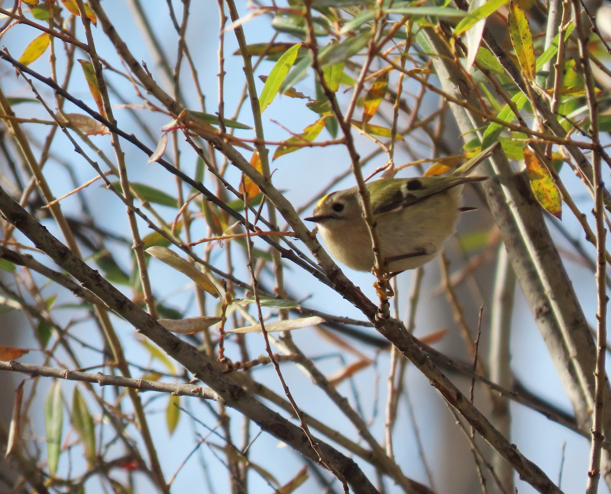 Roitelet huppé - ML645725199