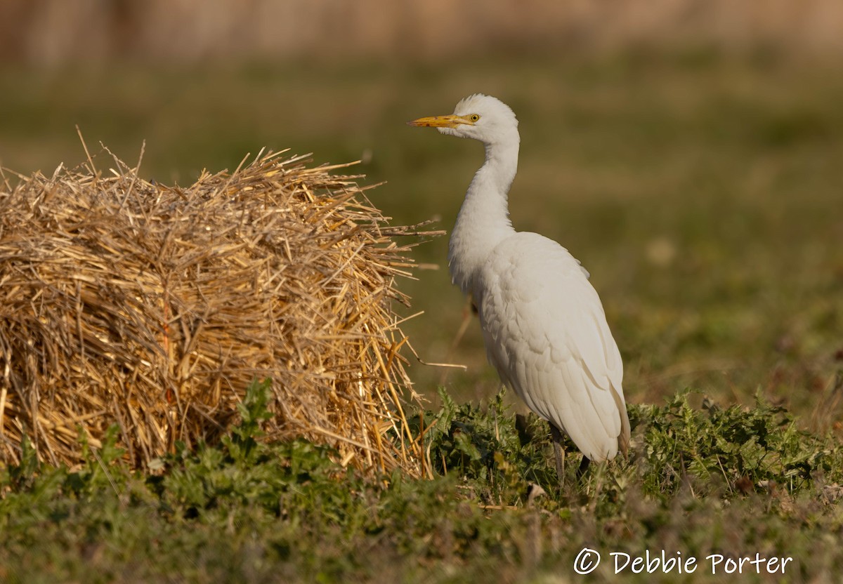 Héron garde-boeufs - ML645725200