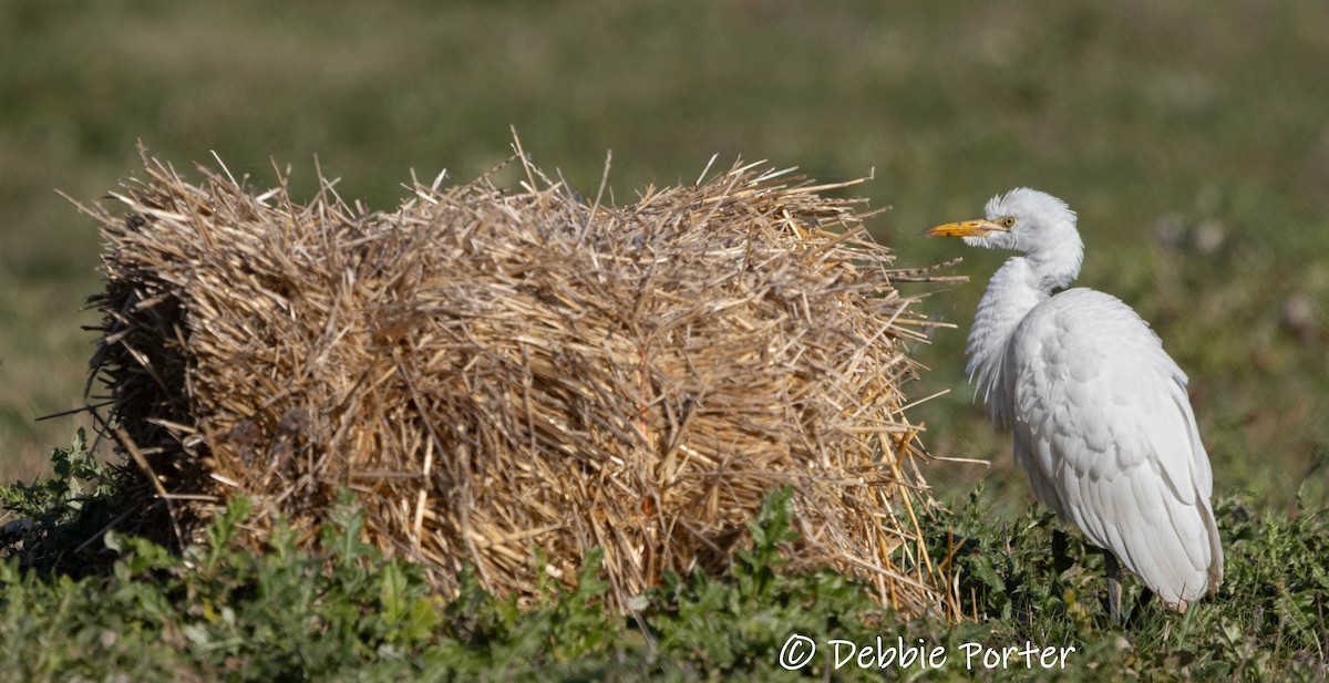 Héron garde-boeufs - ML645725201