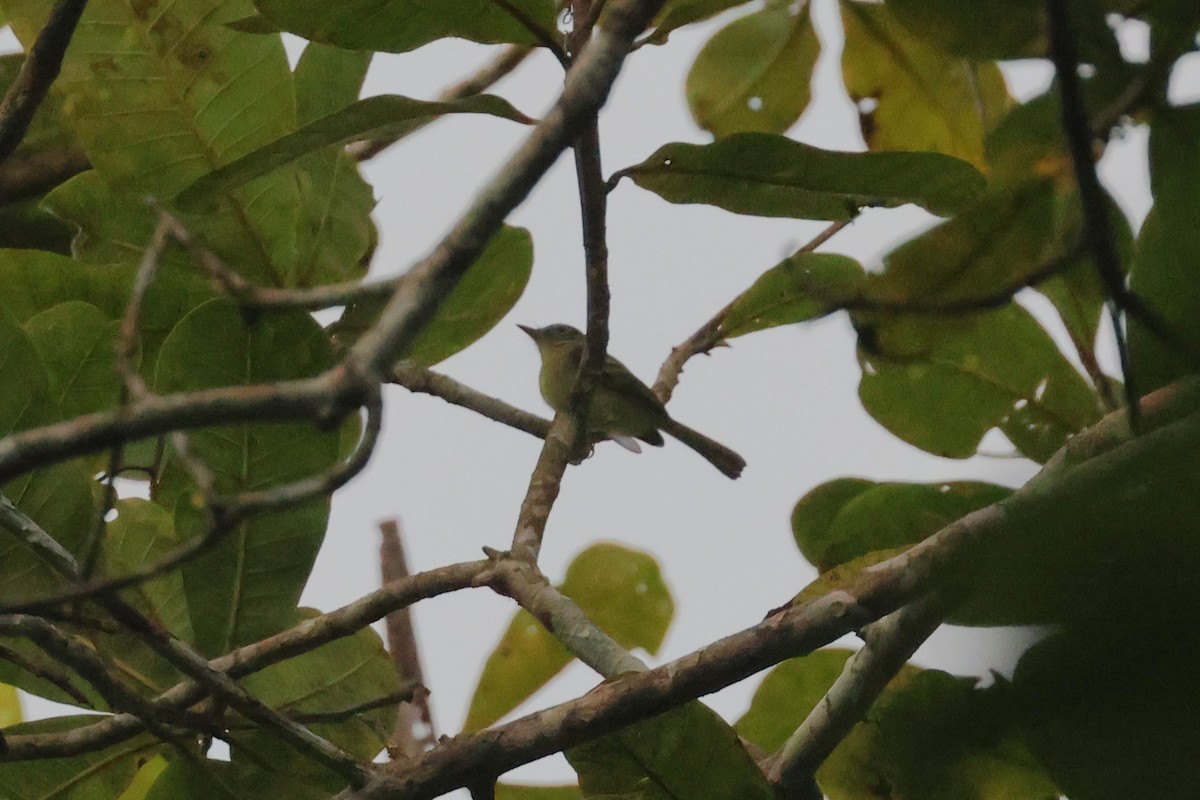 Tyranneau jaune-vert - ML645725202