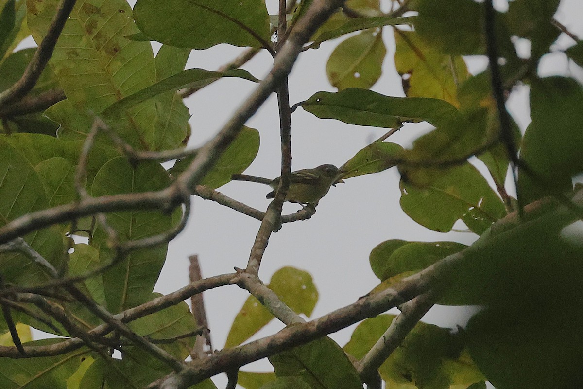 Tyranneau jaune-vert - ML645725203