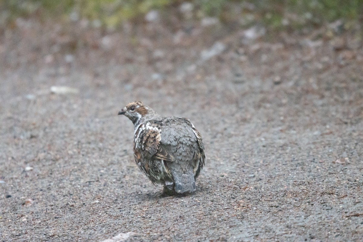 Gélinotte des bois - ML645725204