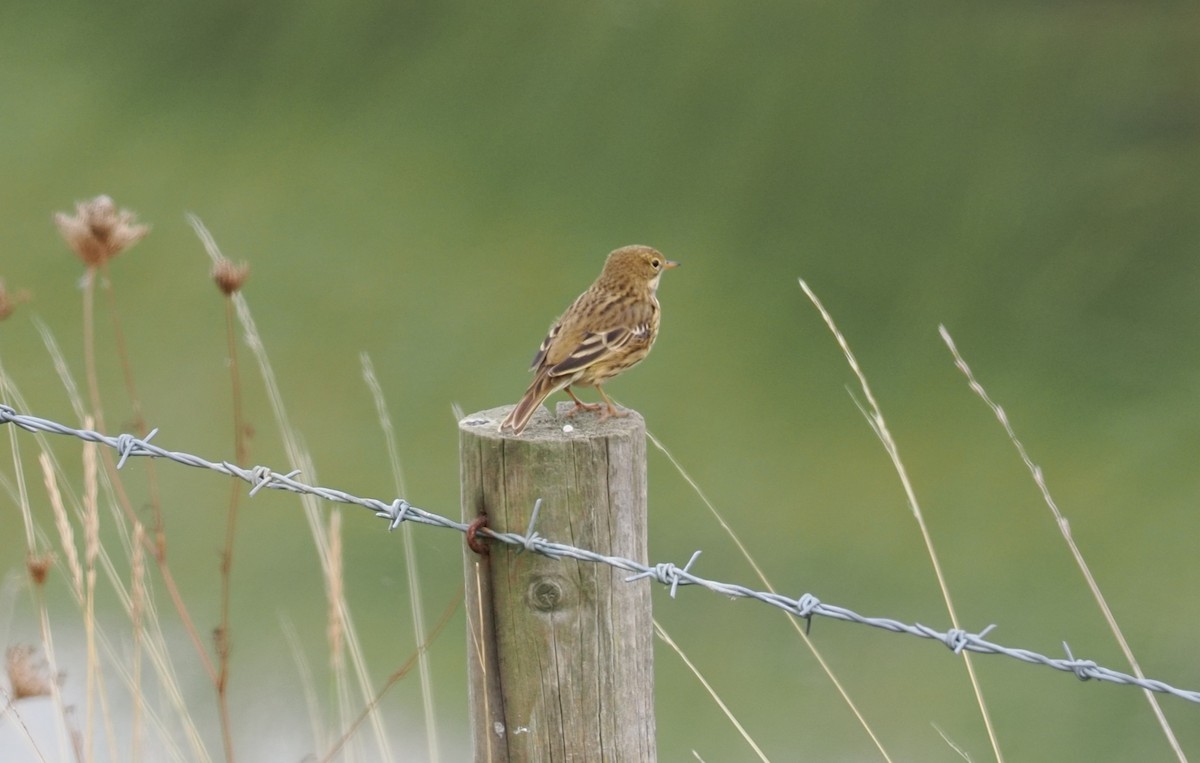 Pipit farlouse - ML645725205