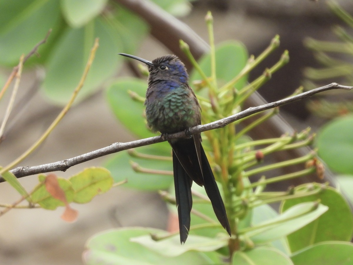 Colibri hirondelle - ML645725206