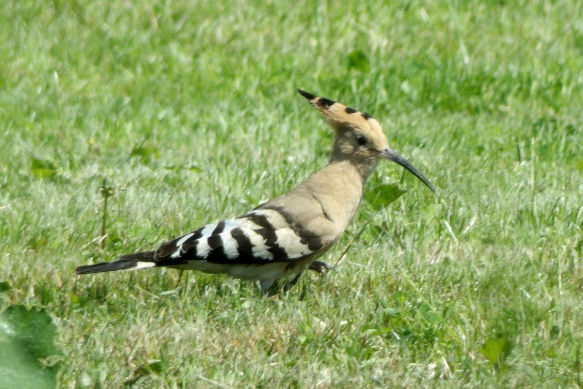 Huppe fasciée - ML645725207