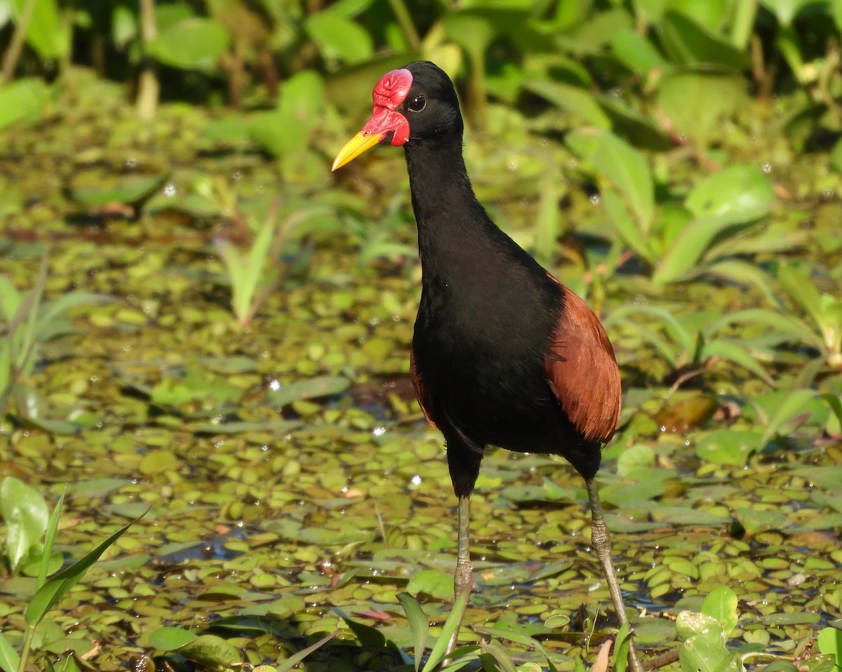 Jacana noir (groupe jacana) - ML645725208