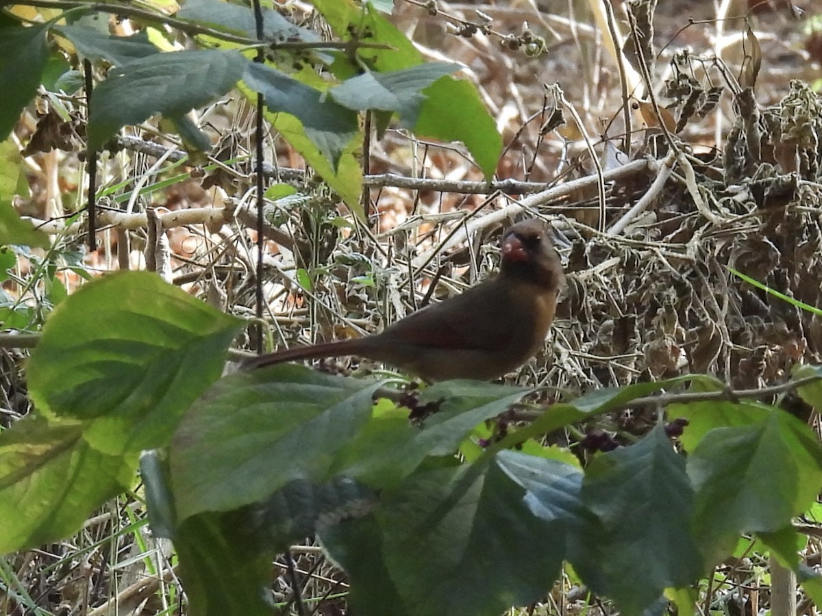 Cardinal rouge - ML645725210