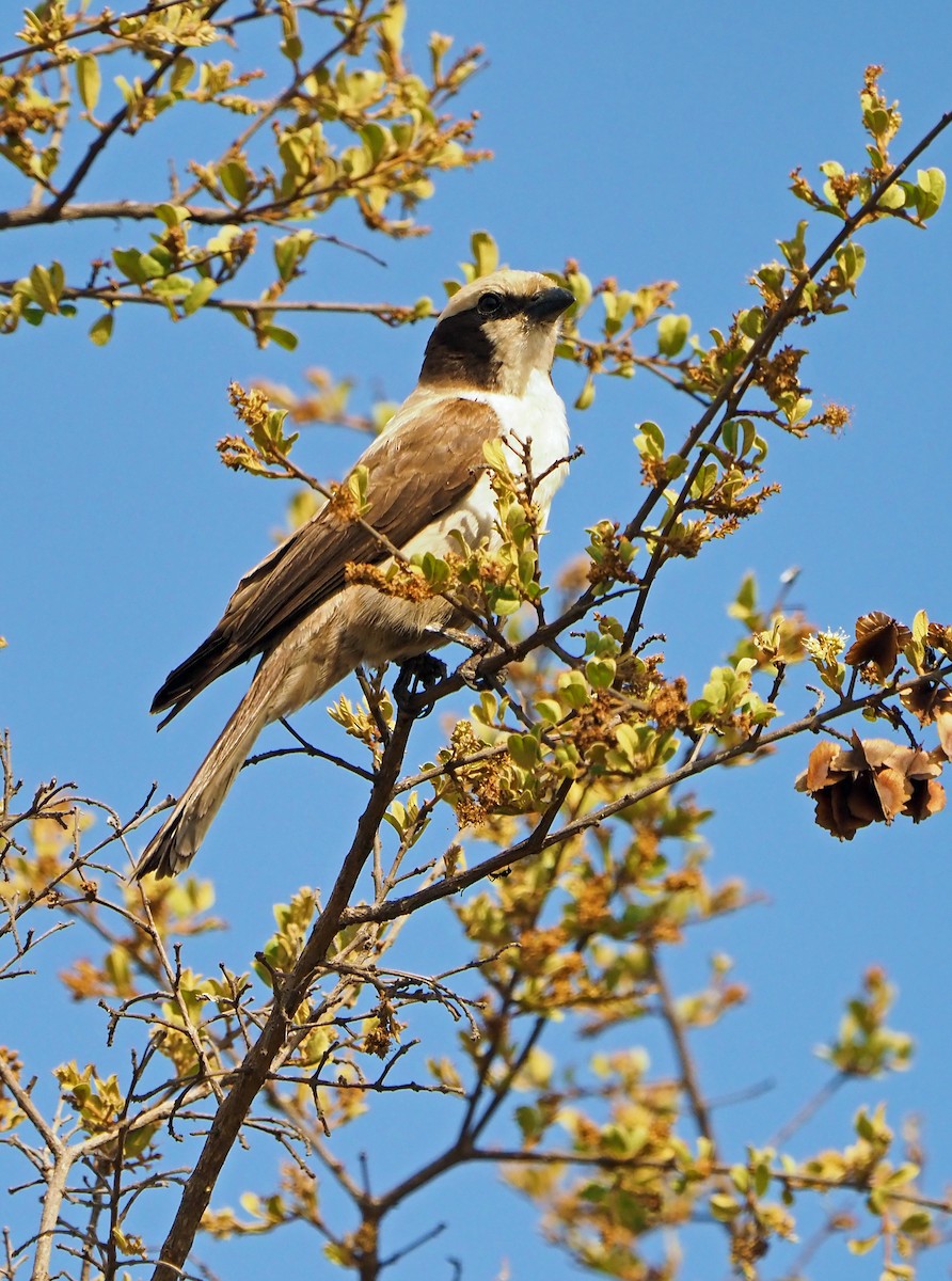 Eurocéphale à couronne blanche - ML645725211