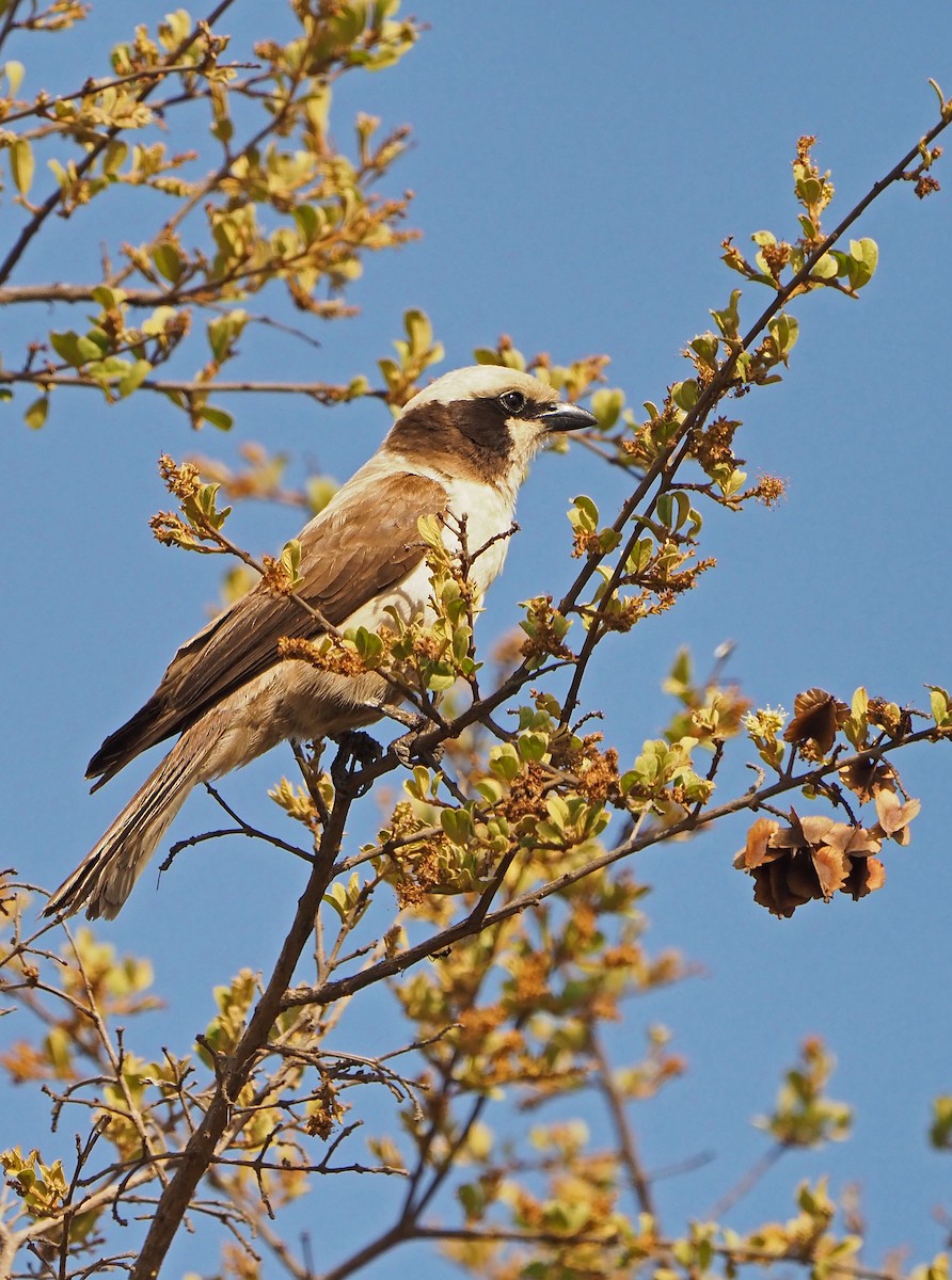 Eurocéphale à couronne blanche - ML645725212
