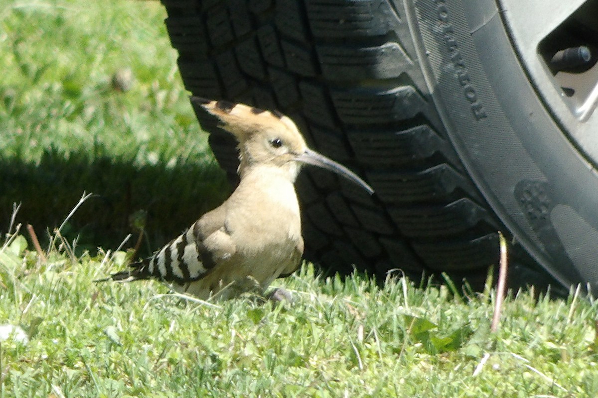 Common Hoopoe - ML645725213
