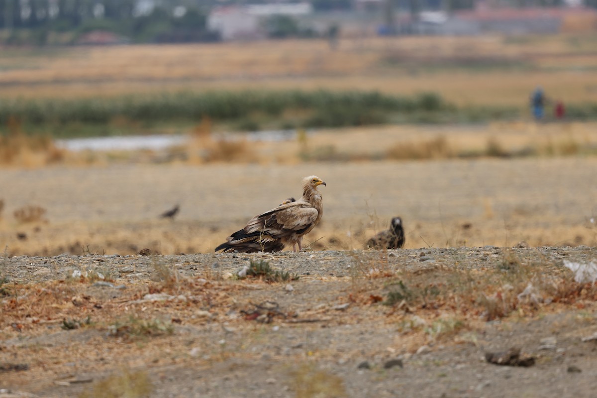 Egyptian Vulture - ML645725220