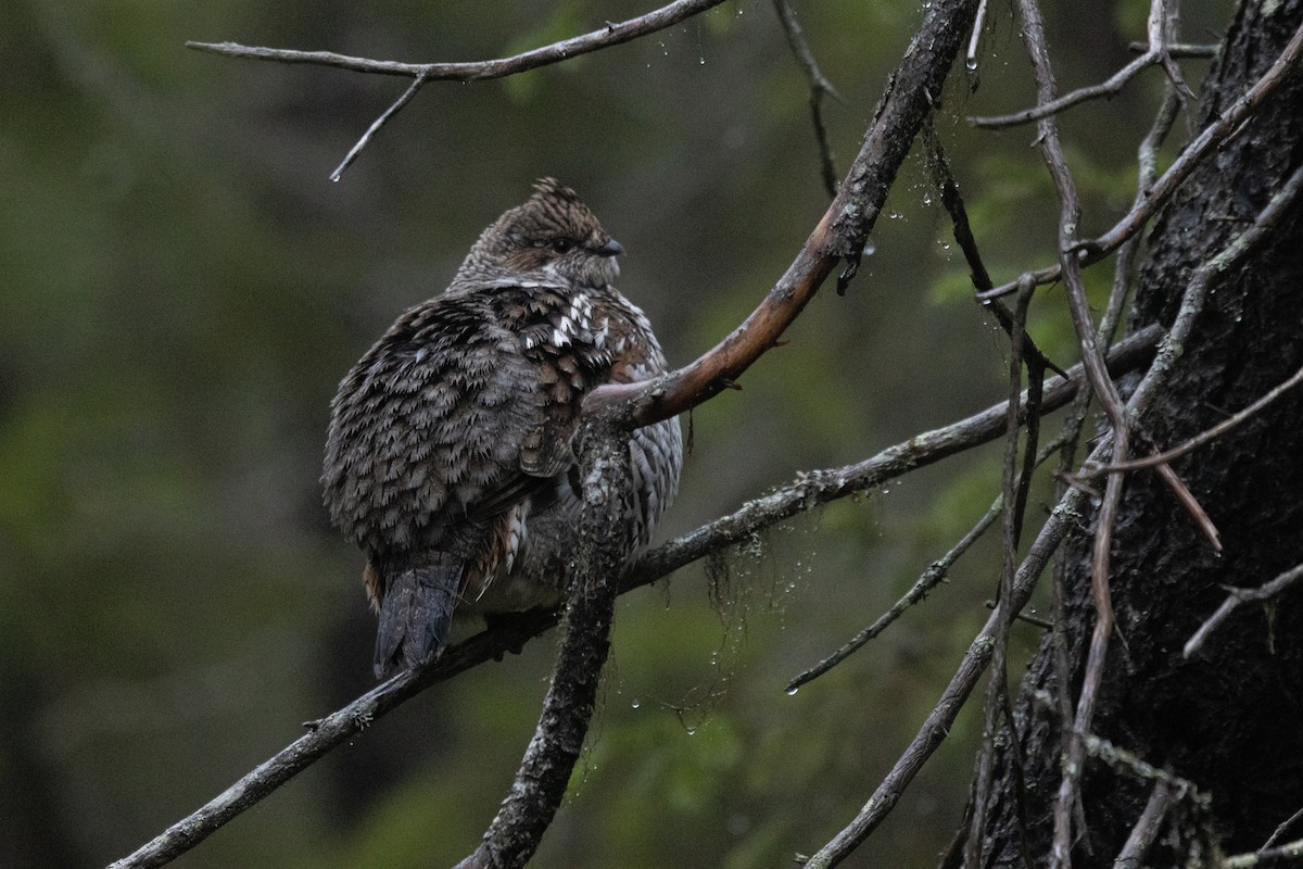 Hazel Grouse - ML645725221