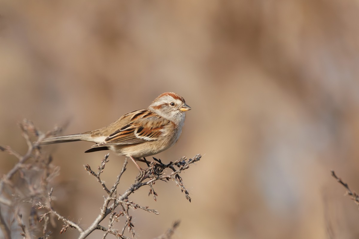 American Tree Sparrow - ML645725224