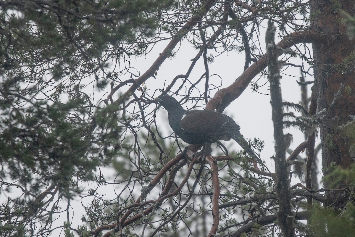 tetřev hlušec - ML645725225