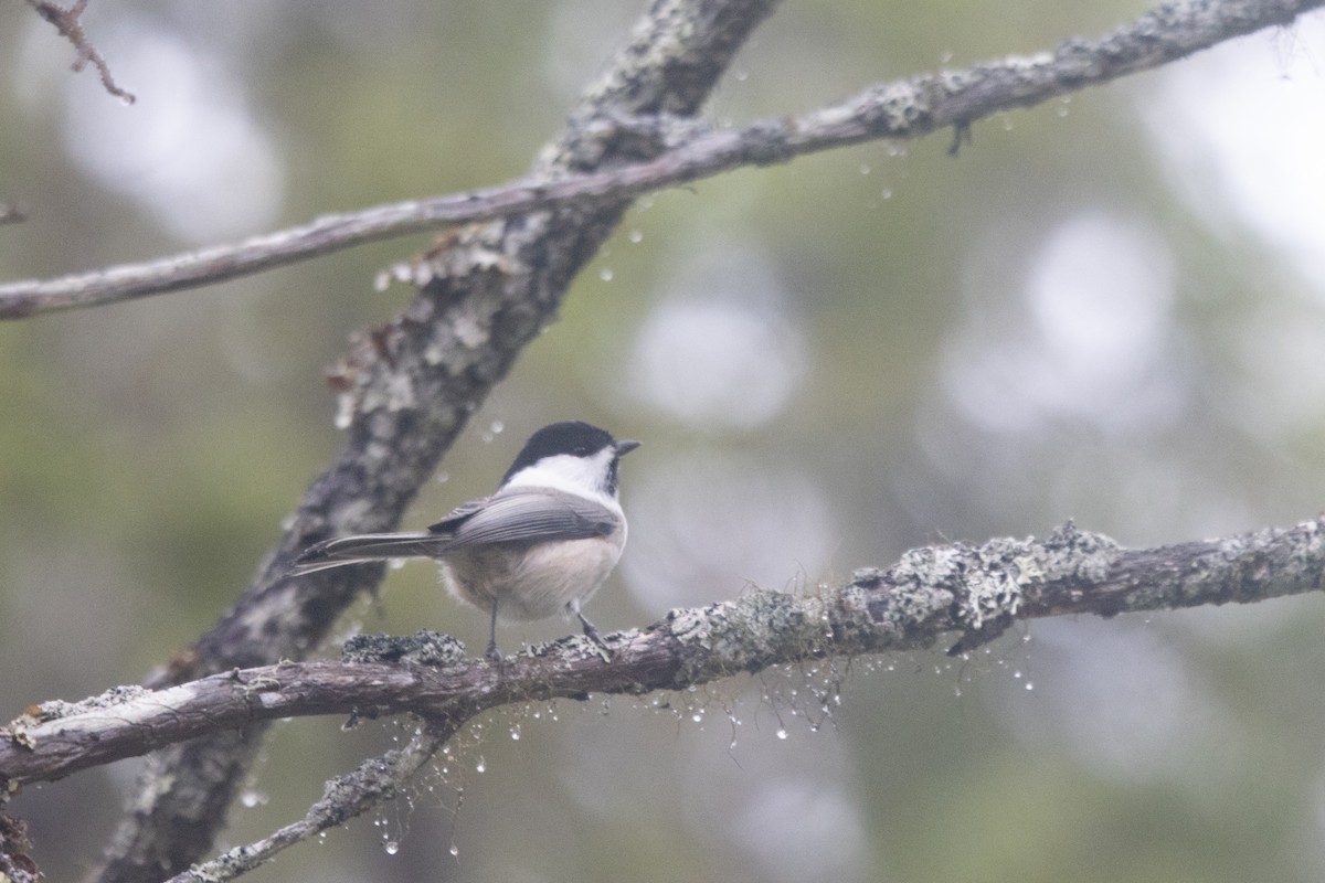 Пухляк - ML645725236