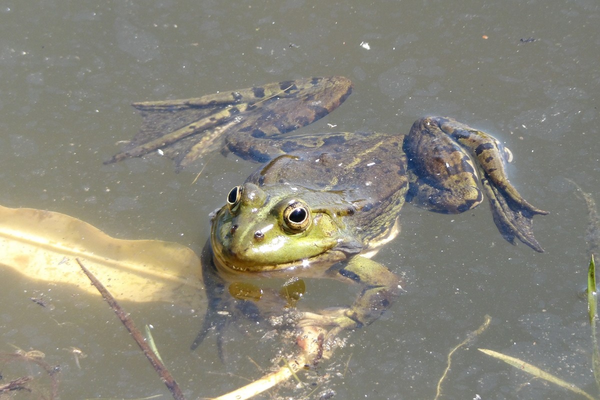 Edible Frog - ML645725238